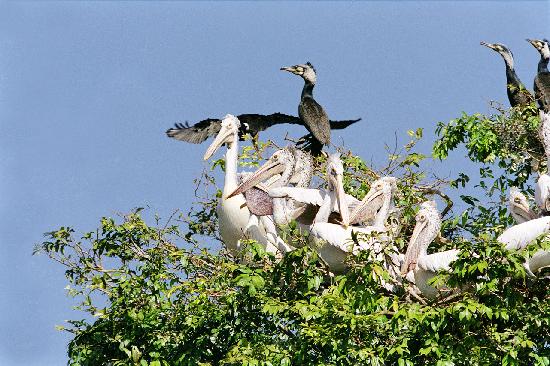 attraction-Sam Veasna Center - Peacock.jpg